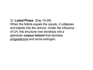 3)   Luteal Phase   (Day 15-28) When the follicle expels the oocyte, it collapses and bleeds into the antrum. Under the influence of LH, this structure now develops into a glandular  corpus   luteum  that secretes  progesterone  and some estrogen.   