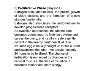 2)  Proliferative Phase  (Day 6-14) Estrogen stimulates mitosis, the prolific growth of blood vessels, and the formation of a new stratum functionalis.  Estrogen also stimulates the endometrium to develop progesterone receptors. As ovulation approaches, the uterine tune becomes edematous, its fimbriae develop and caress the ovary, and its cilia create a gentle current in the nearby peritoneal fluid. The ovulated egg is usually caught up in this current and swept into the tube.  An oocyte has only 24 hours to be fertilized. The chance of fertilization is enhanced by changes in the cervical mucus at the time of ovulation. It becomes thinner and more stringy.   