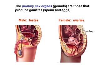The  primary sex organs  (gonads) are those that produce gametes (sperm and eggs)  Female:  ovaries   Male:  testes 