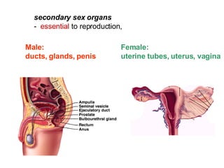 secondary sex organs   -  essential  to reproduction,  Male:  ducts, glands, penis Female:  uterine tubes, uterus, vagina 