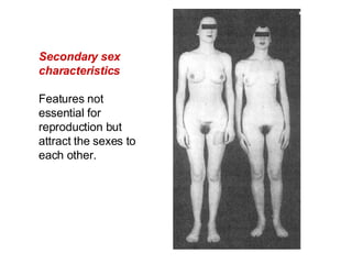 Secondary sex characteristics Features not essential for reproduction but attract the sexes to each other.   