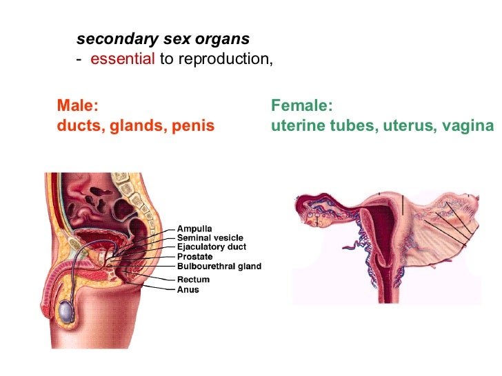 Dominant sex organ