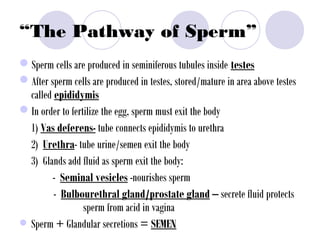 “The Pathway of Sperm”
Sperm cells are produced in seminiferous tubules inside testes
After sperm cells are produced in testes, stored/mature in area above testes
called epididymis
In order to fertilize the egg, sperm must exit the body
1) Vas deferens- tube connects epididymis to urethra
2) Urethra- tube urine/semen exit the body
3) Glands add fluid as sperm exit the body:
- Seminal vesicles -nourishes sperm
- Bulbourethral gland/prostate gland – secrete fluid protects
sperm from acid in vagina
• Sperm + Glandular secretions = SEMEN
 