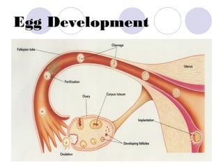 Egg Development
 