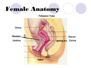 Female Anatomy
Urethra
Ovary
Uterus
Cervix
Bladder
Fallopian Tube
 