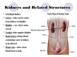 Kidneys and Related Structures
Left/Right Kidney
Ureter – tube carries urine
from kidneys to bladder
• Bladder – sac where urine
stored
• Urethra- tube empties bladder
• Renal artery- brings blood
containing waste to kidney
to be filtered
• Renal vein – takes clean
blood back to body
Renal artery/vein
 