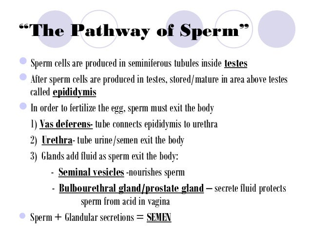 Reproduction.ppt2013