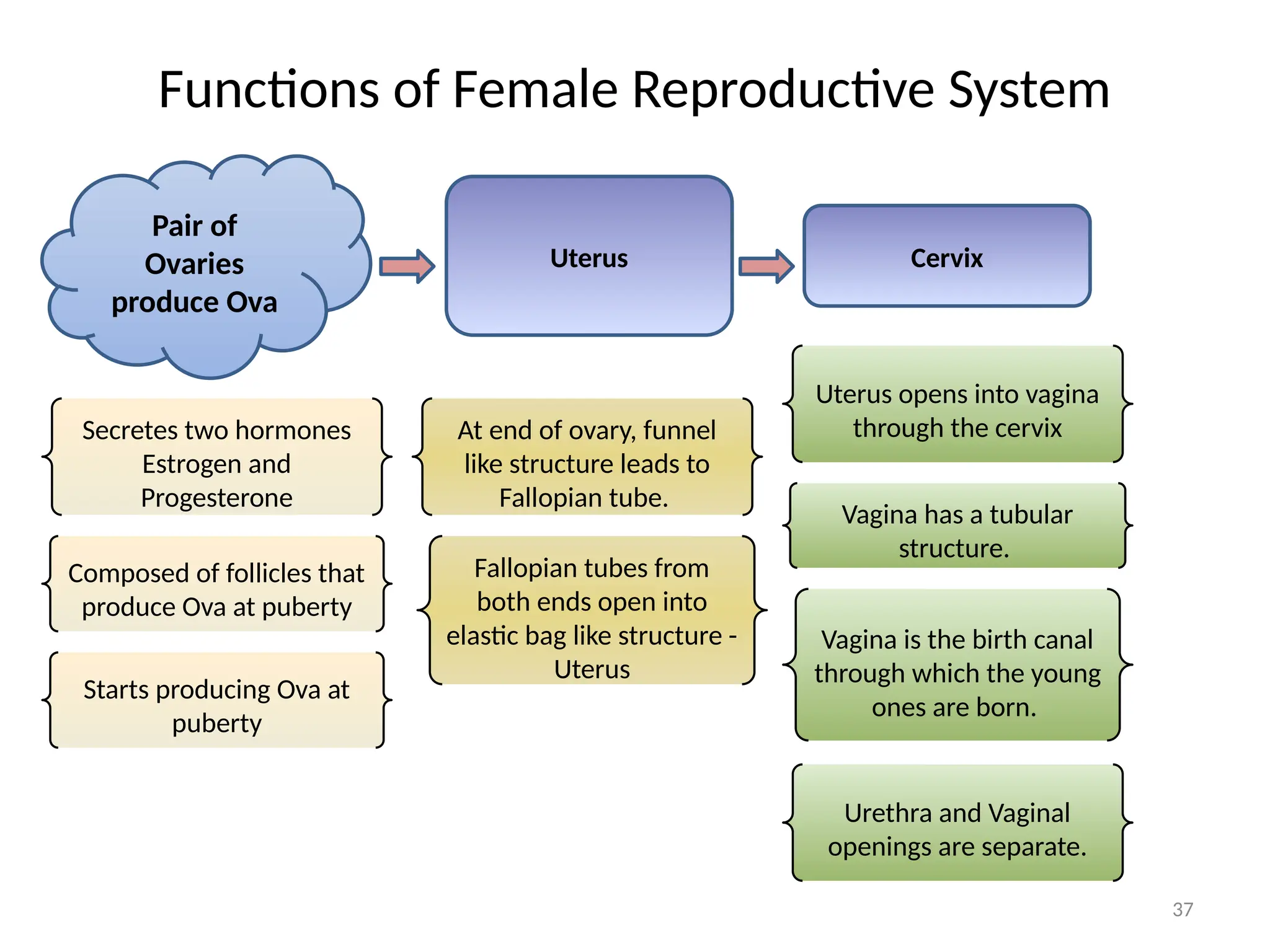 Reproduction 10th biology for 10th1-1.pptx