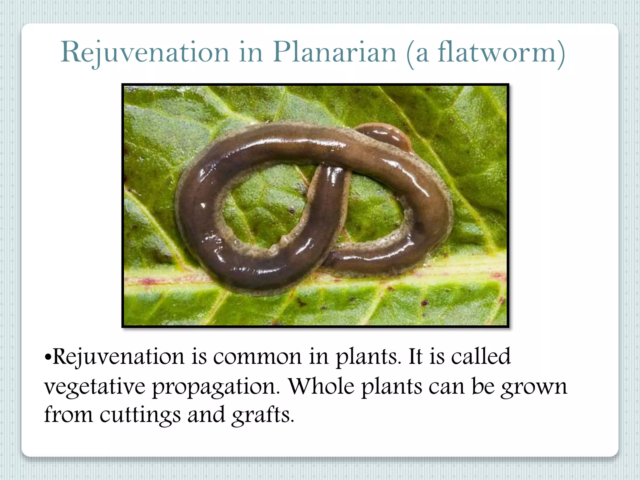 Rejuvenation in Planarian (a flatworm)
•Rejuvenation is common in plants. It is called
vegetative propagation. Whole plants can be grown
from cuttings and grafts.
 