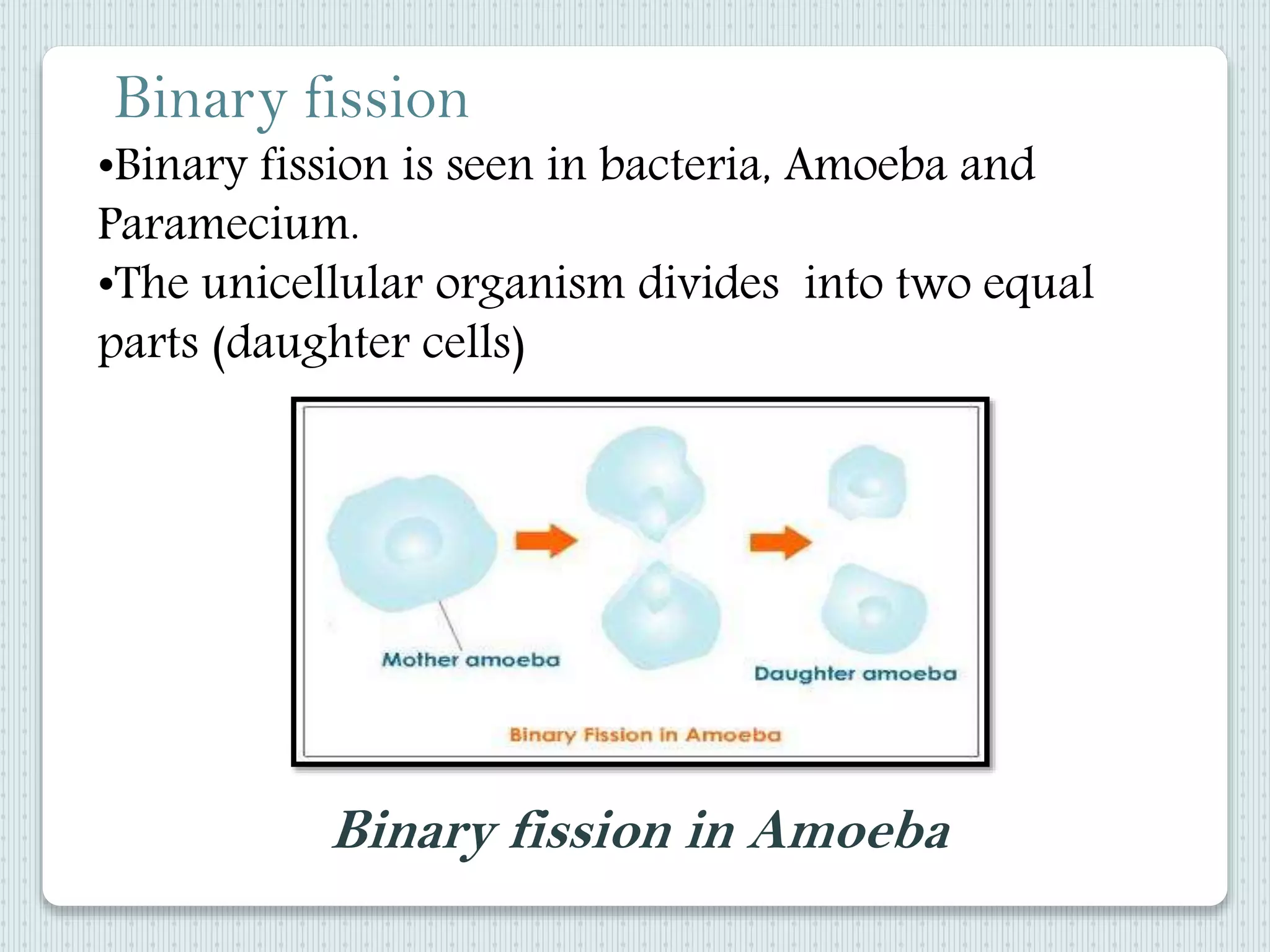 •Binary fission is seen in bacteria, Amoeba and
Paramecium.
•The unicellular organism divides into two equal
parts (daughter cells)
Binary fission
Binary fission in Amoeba
 