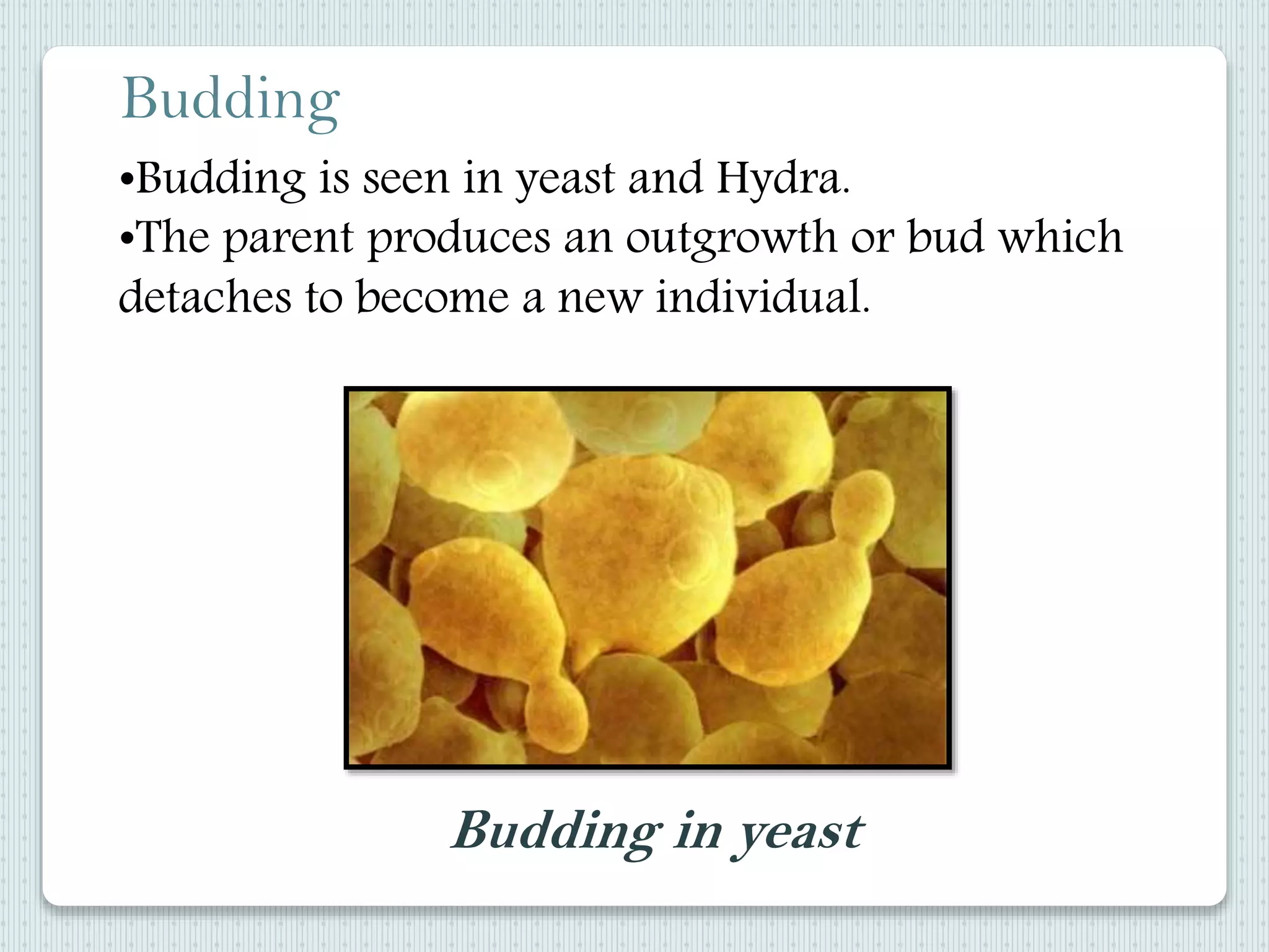 •Budding is seen in yeast and Hydra.
•The parent produces an outgrowth or bud which
detaches to become a new individual.
Budding
Budding in yeast
 
