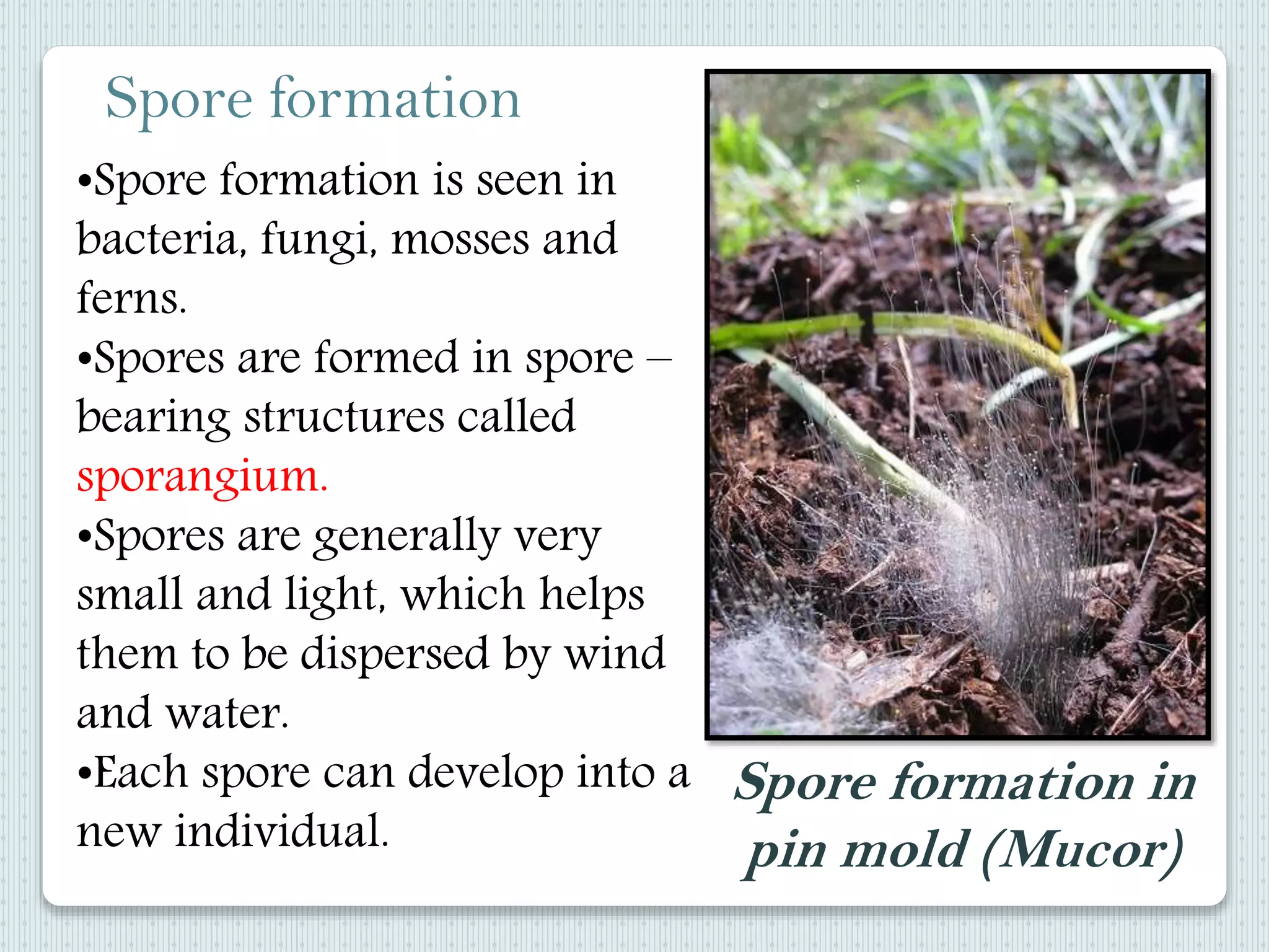 •Spore formation is seen in
bacteria, fungi, mosses and
ferns.
•Spores are formed in spore –
bearing structures called
sporangium.
•Spores are generally very
small and light, which helps
them to be dispersed by wind
and water.
•Each spore can develop into a
new individual.
Spore formation in
pin mold (Mucor)
Spore formation
 