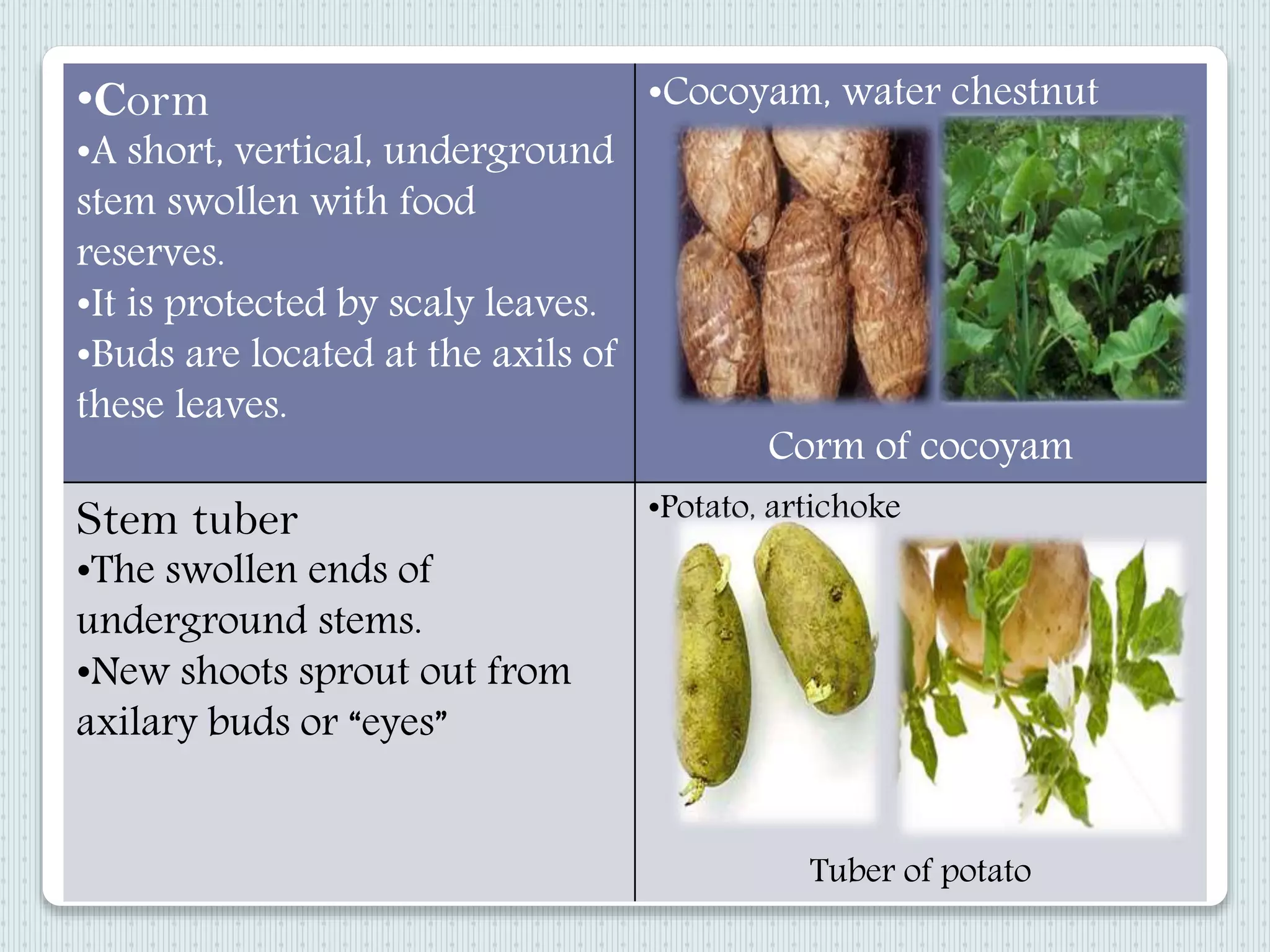 •Corm
•A short, vertical, underground
stem swollen with food
reserves.
•It is protected by scaly leaves.
•Buds are located at the axils of
these leaves.
•Cocoyam, water chestnut
Corm of cocoyam
Stem tuber
•The swollen ends of
underground stems.
•New shoots sprout out from
axilary buds or “eyes”
•Potato, artichoke
Tuber of potato
 