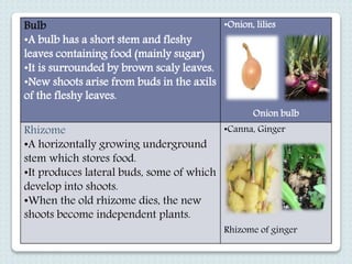Lesson 4.1 Introduction of Reproduction | PPT