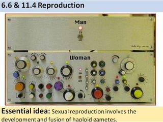 6.6 & 11.4 Reproduction
Essential idea: Sexual reproduction involves the development and
fusion of haploid gametes.
 