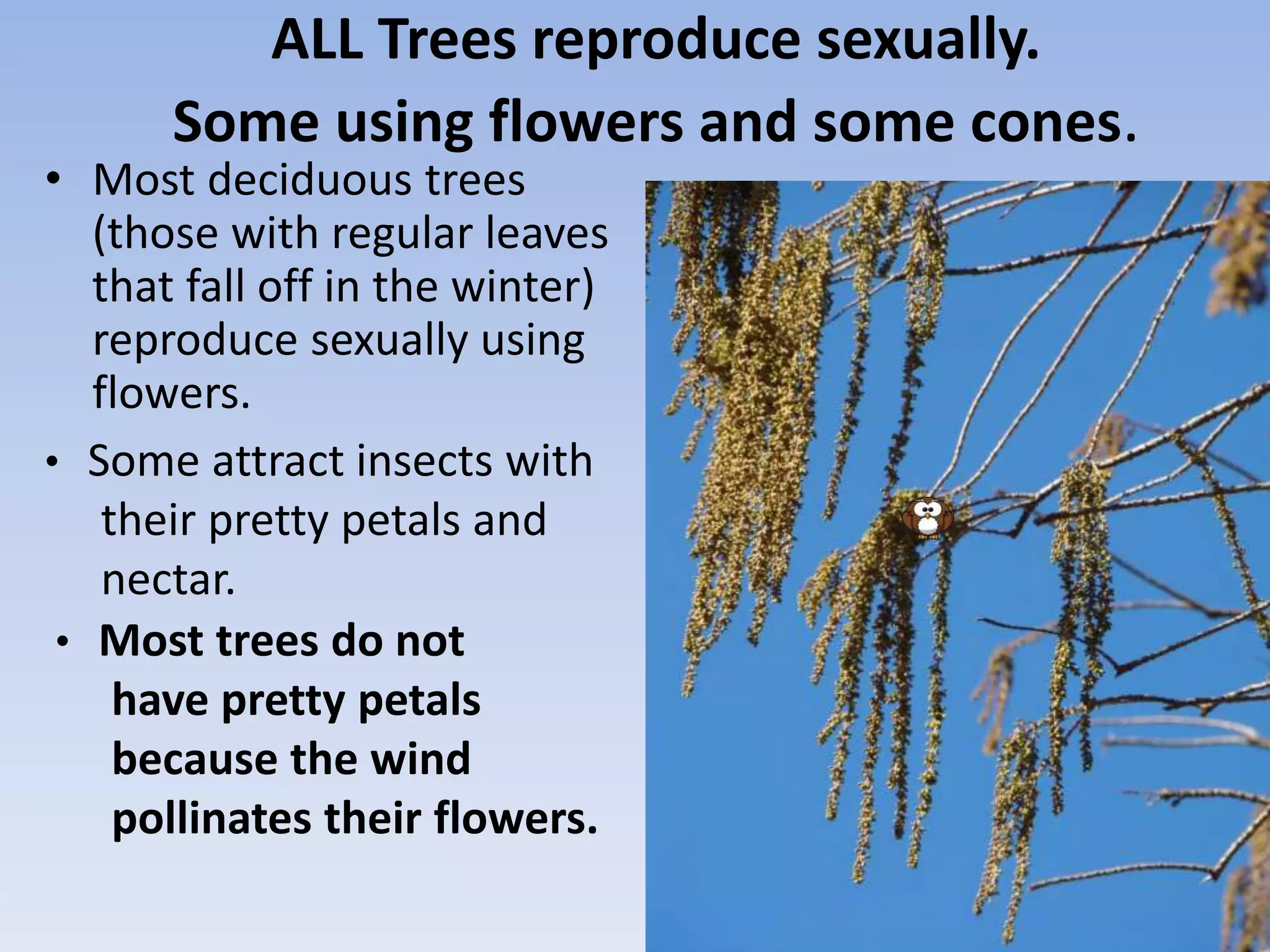 ALL Trees reproduce sexually.
Some using flowers and some cones.
• Most deciduous trees
(those with regular leaves
that fall off in the winter)
reproduce sexually using
flowers.
• Some attract insects with
their pretty petals and
nectar.
• Most trees do not
have pretty petals
because the wind
pollinates their flowers.
 