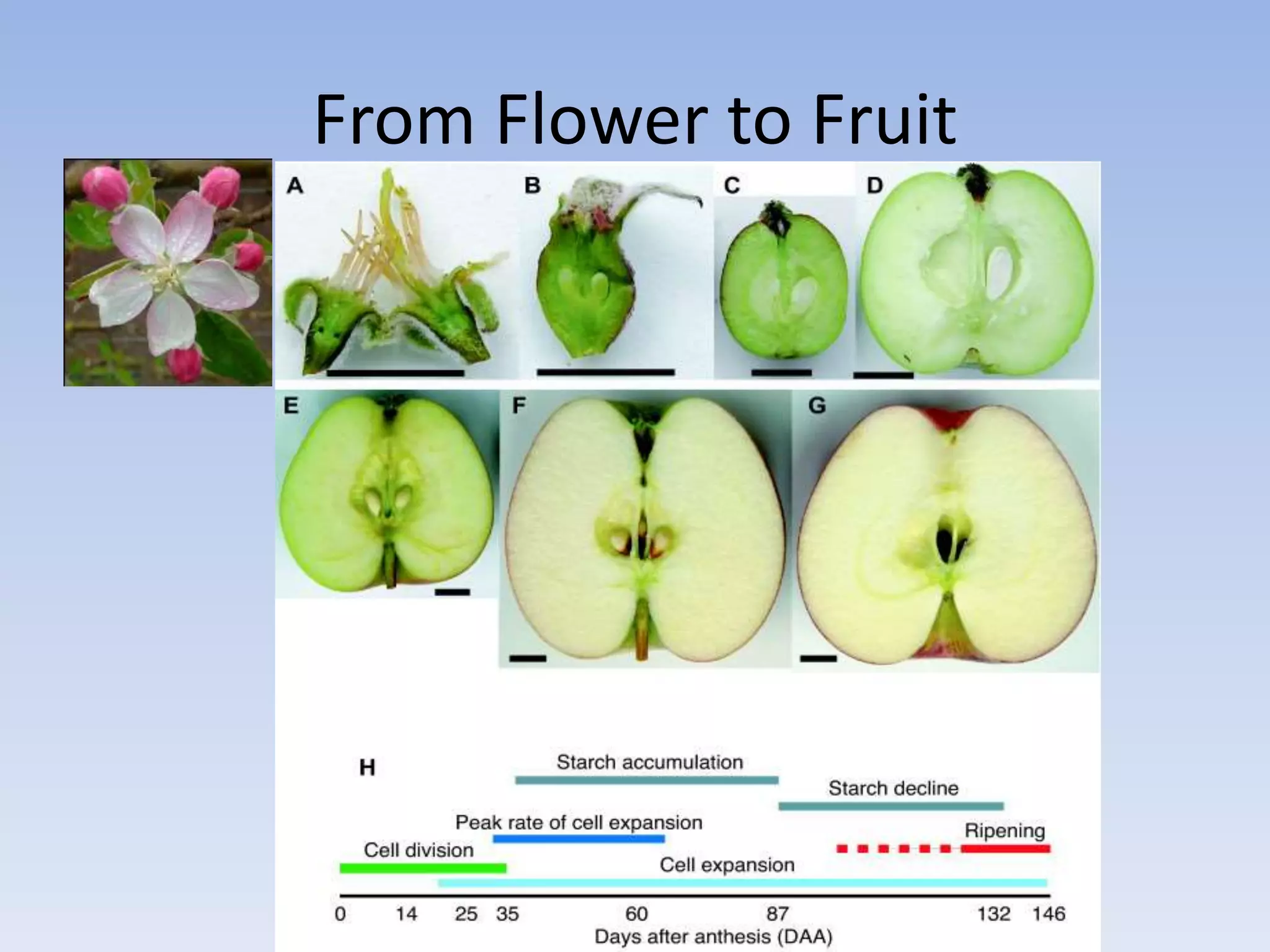 From Flower to Fruit
 