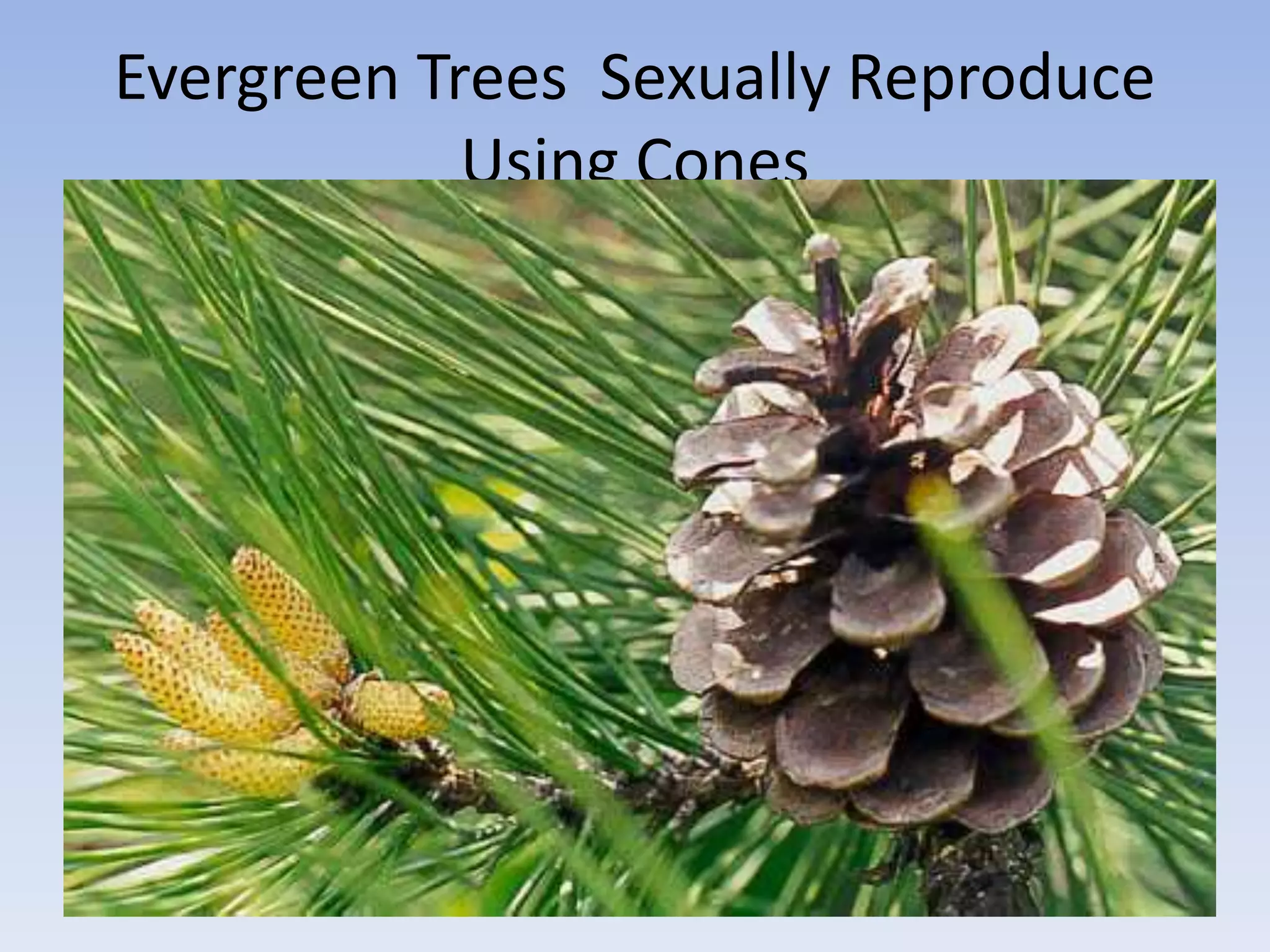 Evergreen Trees Sexually Reproduce
Using Cones
Male Cones
- fall off
after
releasing
their pollen
in the
spring.
Female
Cones - are
green when
they receive
the pollen.
It takes 2
years for the
seeds to
mature.
The cone
then opens
and releases
them.
 