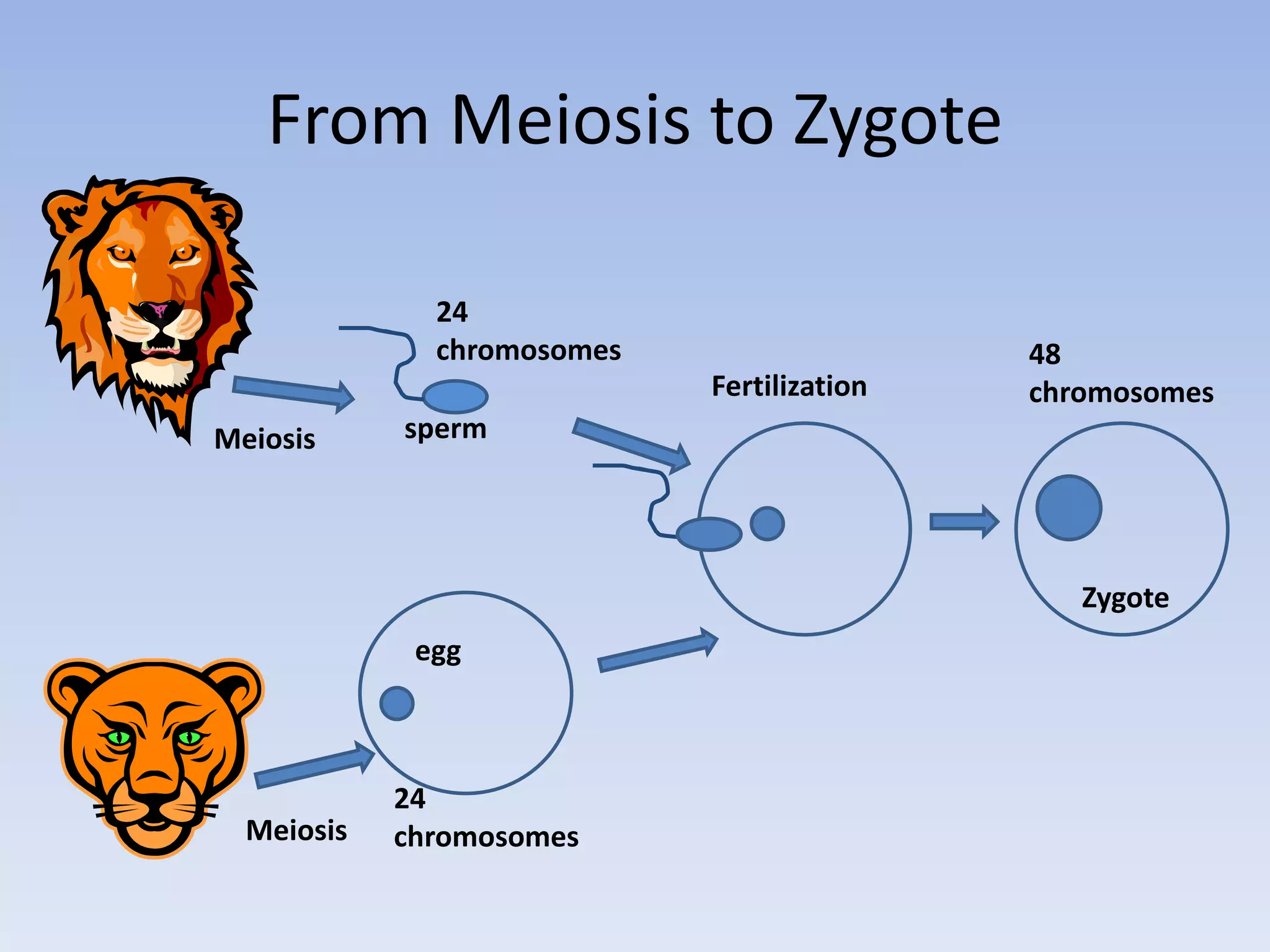 From Meiosis to Zygote
Meiosis
Meiosis
Fertilization
24
chromosomes
24
chromosomes
48
chromosomes
Zygote
sperm
egg
 