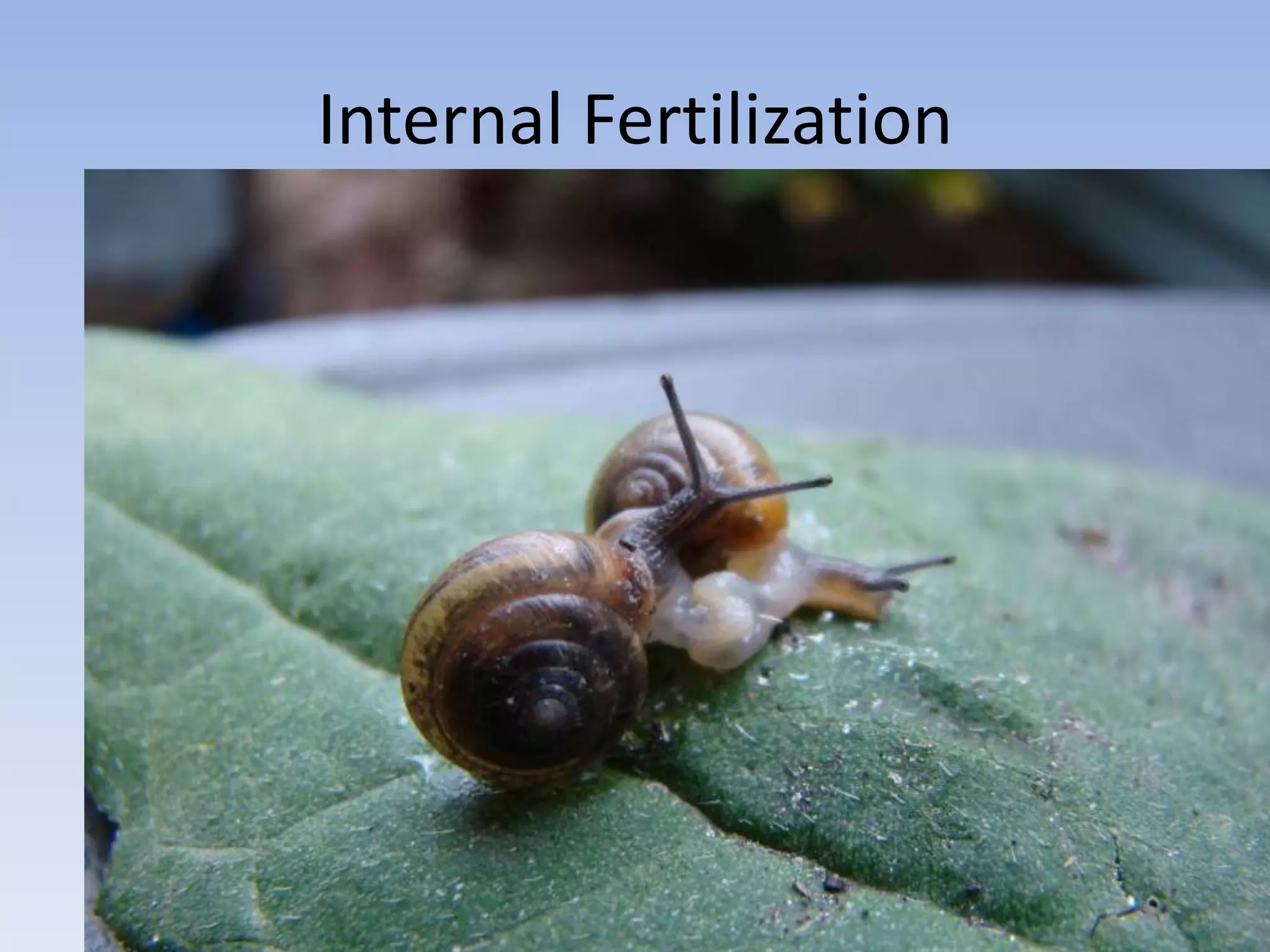 Internal Fertilization
 