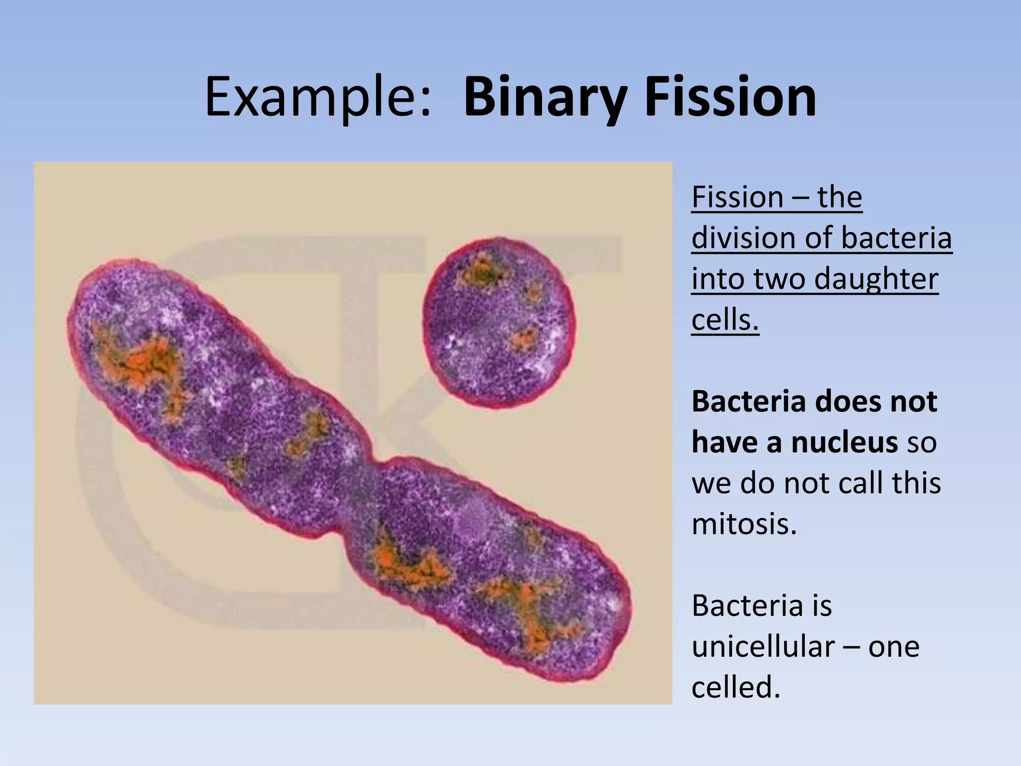 Example: Binary Fission
Fission – the
division of bacteria
into two daughter
cells.
Bacteria does not
have a nucleus so
we do not call this
mitosis.
Bacteria is
unicellular – one
celled.
 