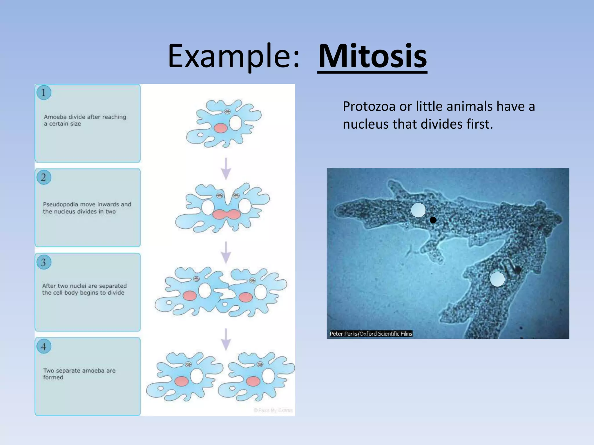 Example: Mitosis
Protozoa or little animals have a
nucleus that divides first.
 