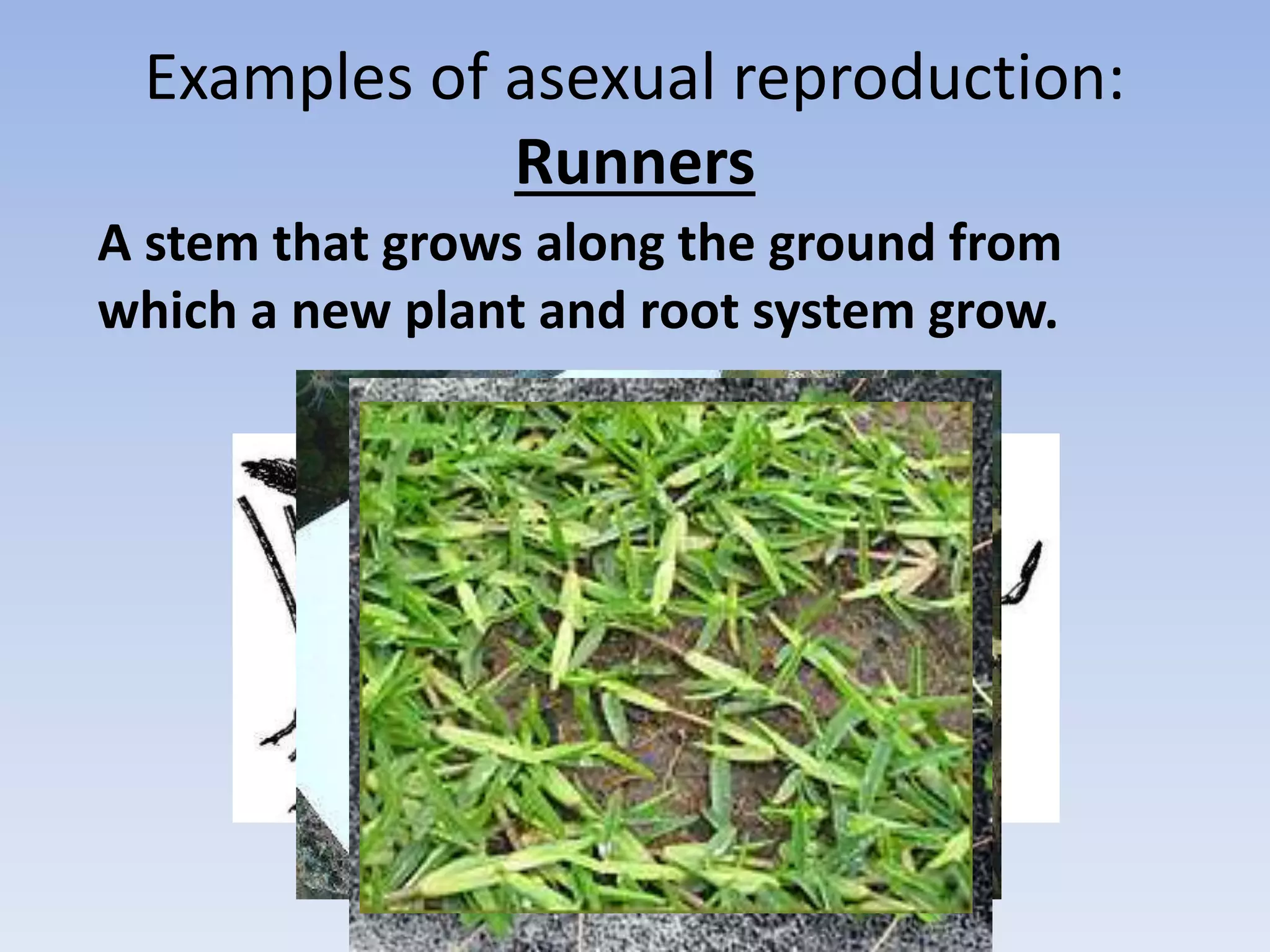 Examples of asexual reproduction:
Runners
A stem that grows along the ground from
which a new plant and root system grow.
 