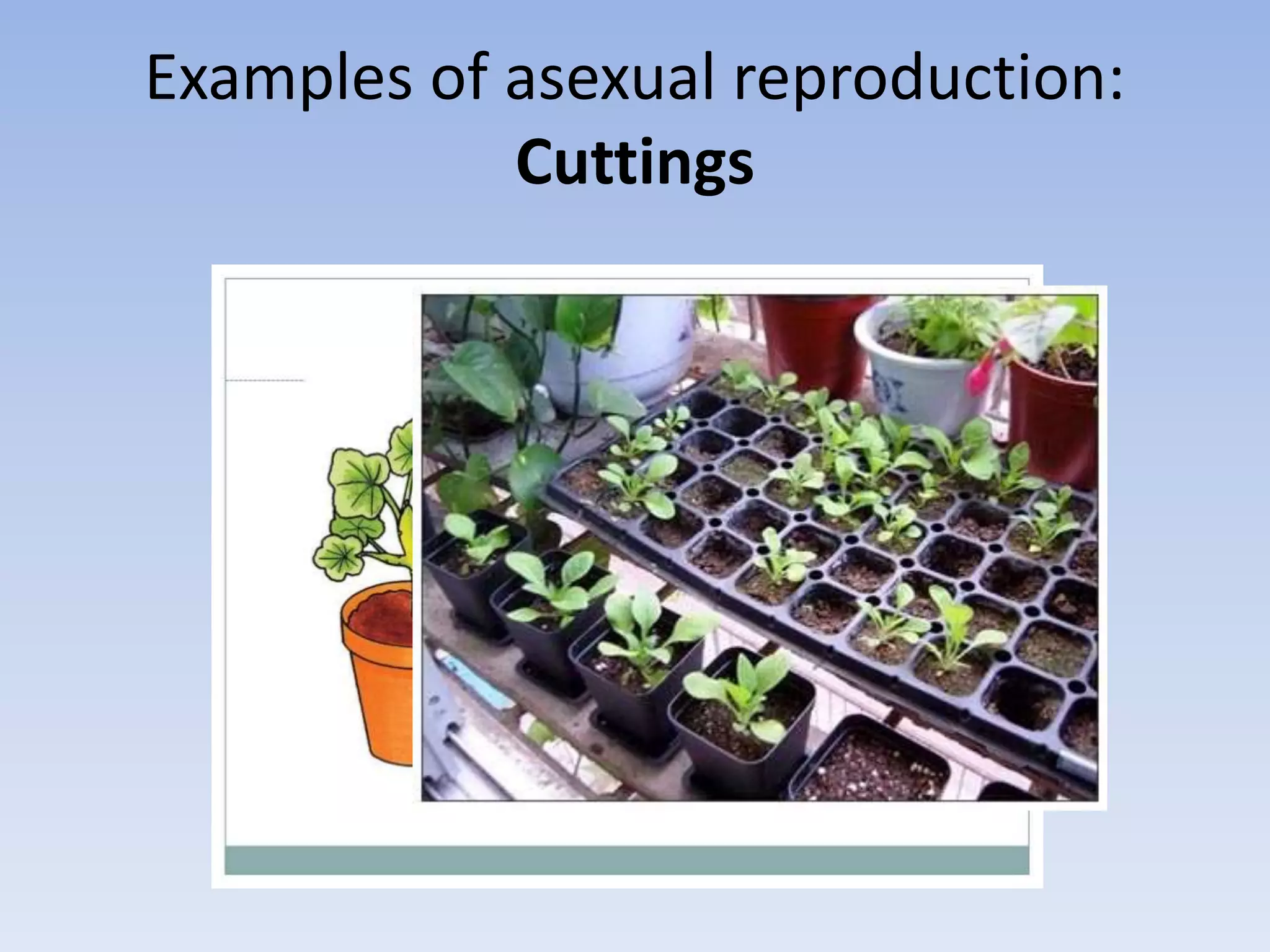 Examples of asexual reproduction:
Cuttings
 