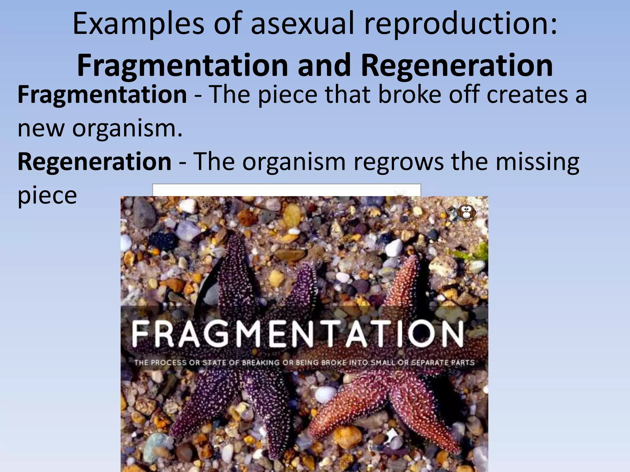 Examples of asexual reproduction:
Fragmentation and Regeneration
Fragmentation - The piece that broke off creates a
new organism.
Regeneration - The organism regrows the missing
piece
 