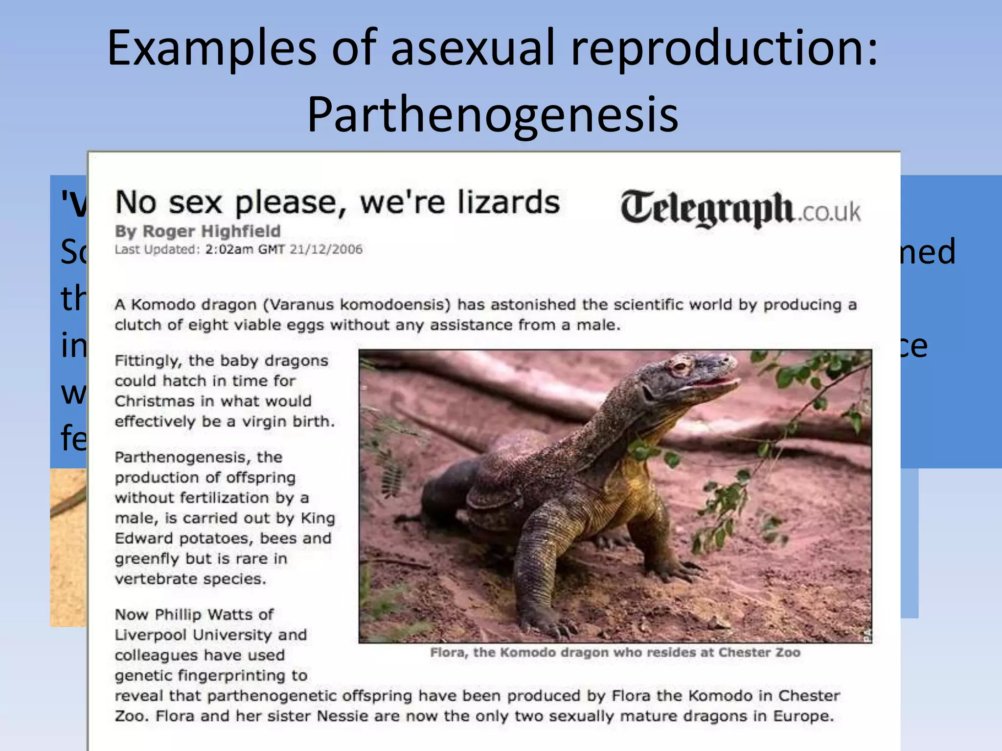 Examples of asexual reproduction:
Parthenogenesis
Oleandar Aphid –
females give birth
to live young that
are genetically
identical to
themselves. No
males exist.
New Mexico
Whiptail Lizard
lays eggs that
were created by
parthenogenesis.
They are clones
of the mother.
'Virgin Birth' By Shark Confirmed: Second Case Ever
ScienceDaily (Oct. 11, 2008) — Scientists have confirmed
the second-ever case of a “virgin birth” in a shark,
indicating once again that female sharks can reproduce
without mating and raising the possibility that many
female sharks have this incredible capacity.
 