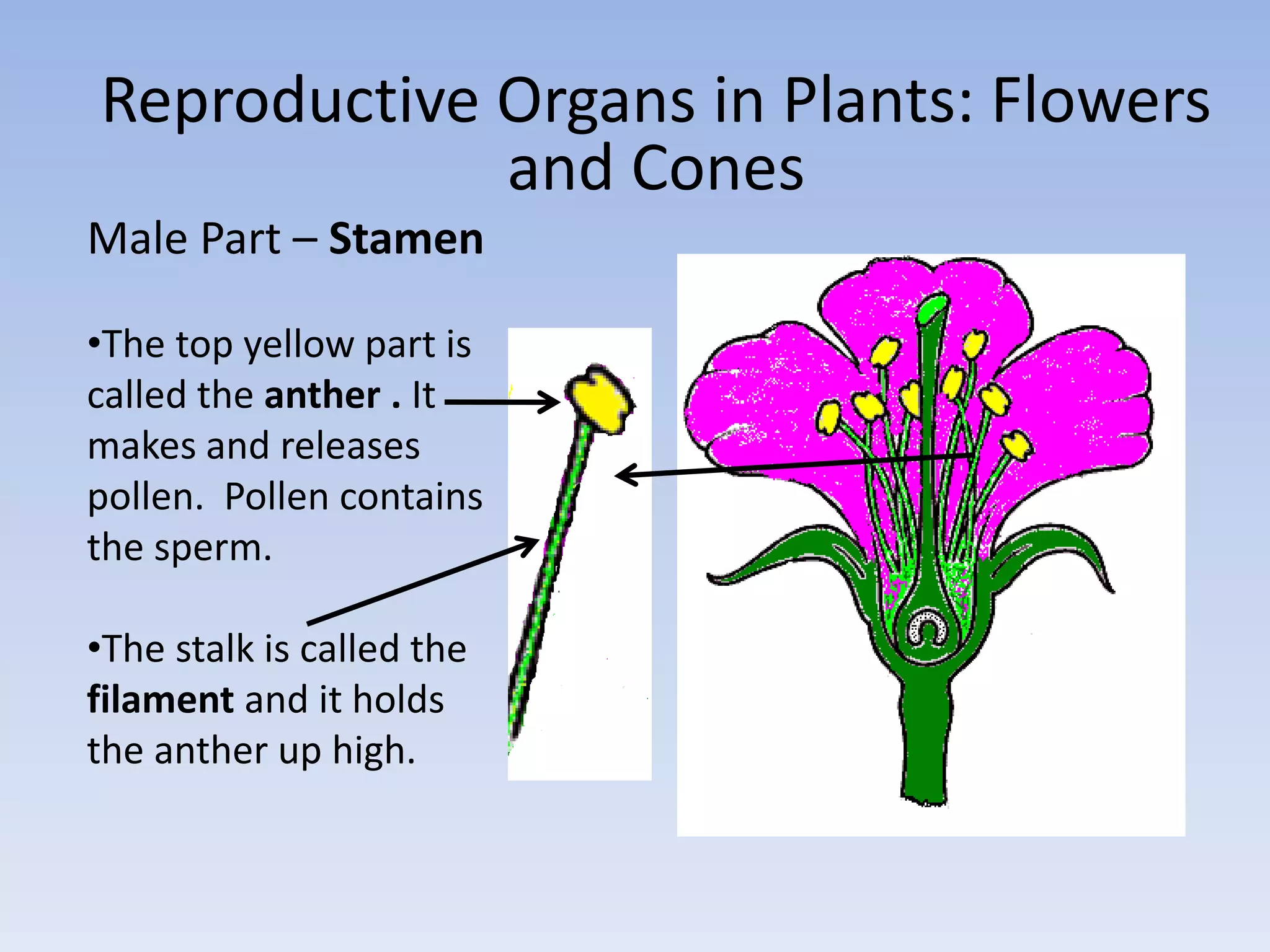 Male Part – Stamen
•The top yellow part is
called the anther . It
makes and releases
pollen. Pollen contains
the sperm.
•The stalk is called the
filament and it holds
the anther up high.
Reproductive Organs in Plants: Flowers
and Cones
 