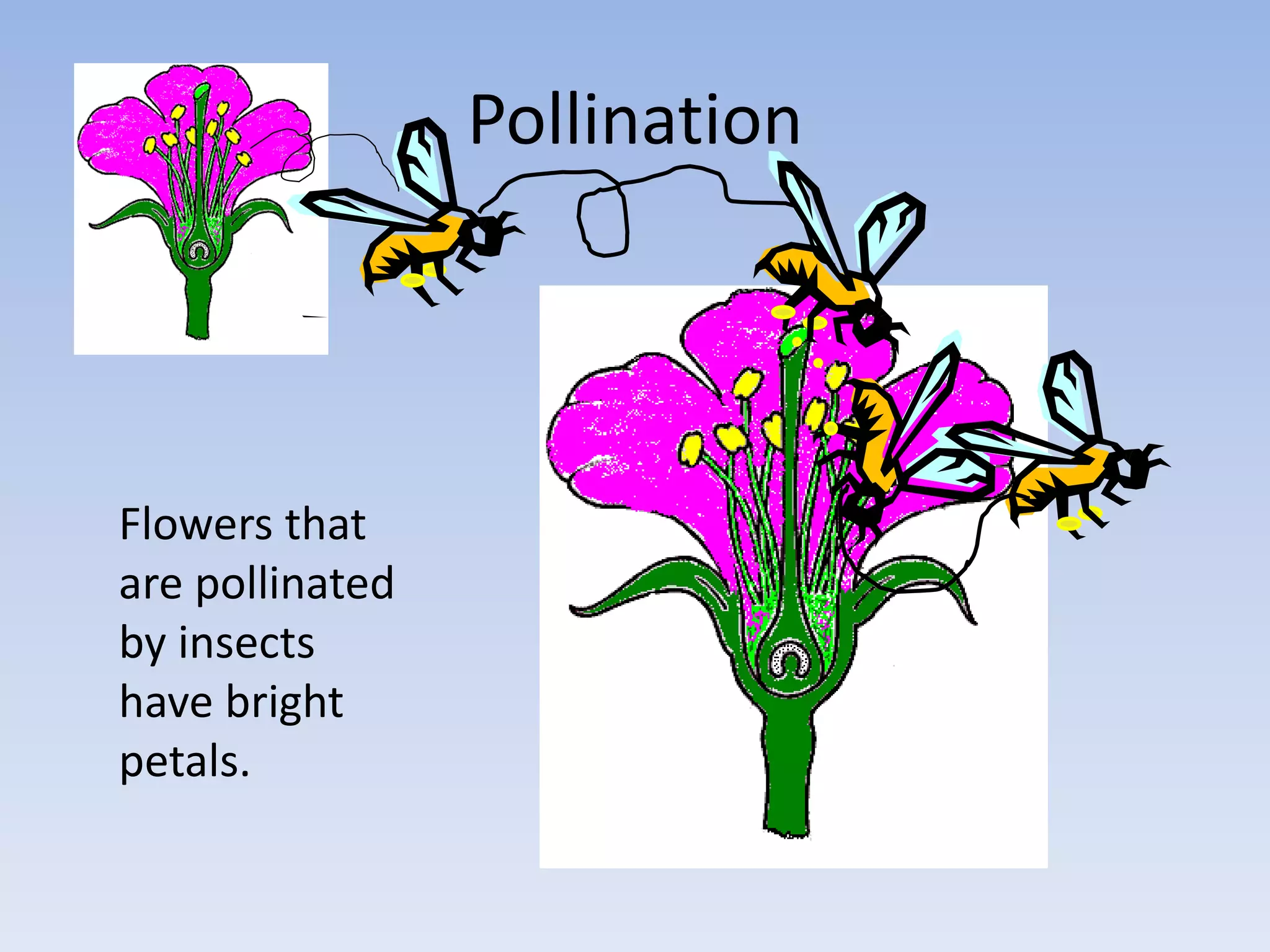 Pollination
Flowers that
are pollinated
by insects
have bright
petals.
 
