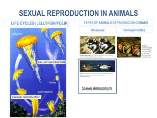 SEXUAL REPRODUCTION IN ANIMALS
LIFE CYCLES (JELLYFISH/POLIP) TYPES OF ANIMALS DEPENDING ON GONADS
Unisexual Hermaphrodites
Sexual dimorphism
 