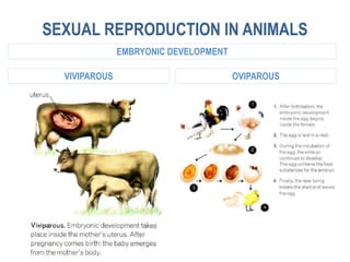 SEXUAL REPRODUCTION IN ANIMALS
VIVIPAROUS OVIPAROUS
EMBRYONIC DEVELOPMENT
 
