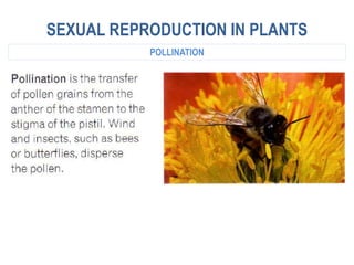 SEXUAL REPRODUCTION IN PLANTS
POLLINATION
 