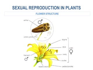 SEXUAL REPRODUCTION IN PLANTS
FLOWER STRUCTURE
 