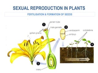 SEXUAL REPRODUCTION IN PLANTS
FERTILISATION & FORMATION OF SEEDS
 