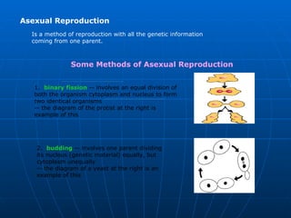Asexual Reproduction
  Is a method of reproduction with all the genetic information
  coming from one parent.



               Some Methods of Asexual Reproduction


   1. binary fission -- involves an equal division of
   both the organism cytoplasm and nucleus to form
   two identical organisms
   -- the diagram of the protist at the right is
   example of this




   2. budding -- involves one parent dividing
   its nucleus (genetic material) equally, but
   cytoplasm unequally
   -- the diagram of a yeast at the right is an
   example of this
 