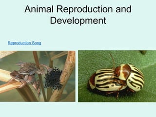 Animal Reproduction and
Development
Reproduction Song
 