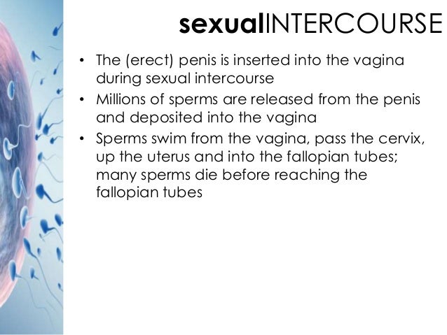 How To Get The Penis Into The Vagina 110