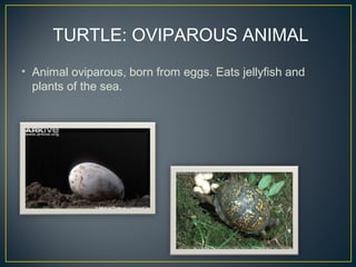 • Animal oviparous, born from eggs. Eats jellyfish and
plants of the sea.
TURTLE: OVIPAROUS ANIMAL
 