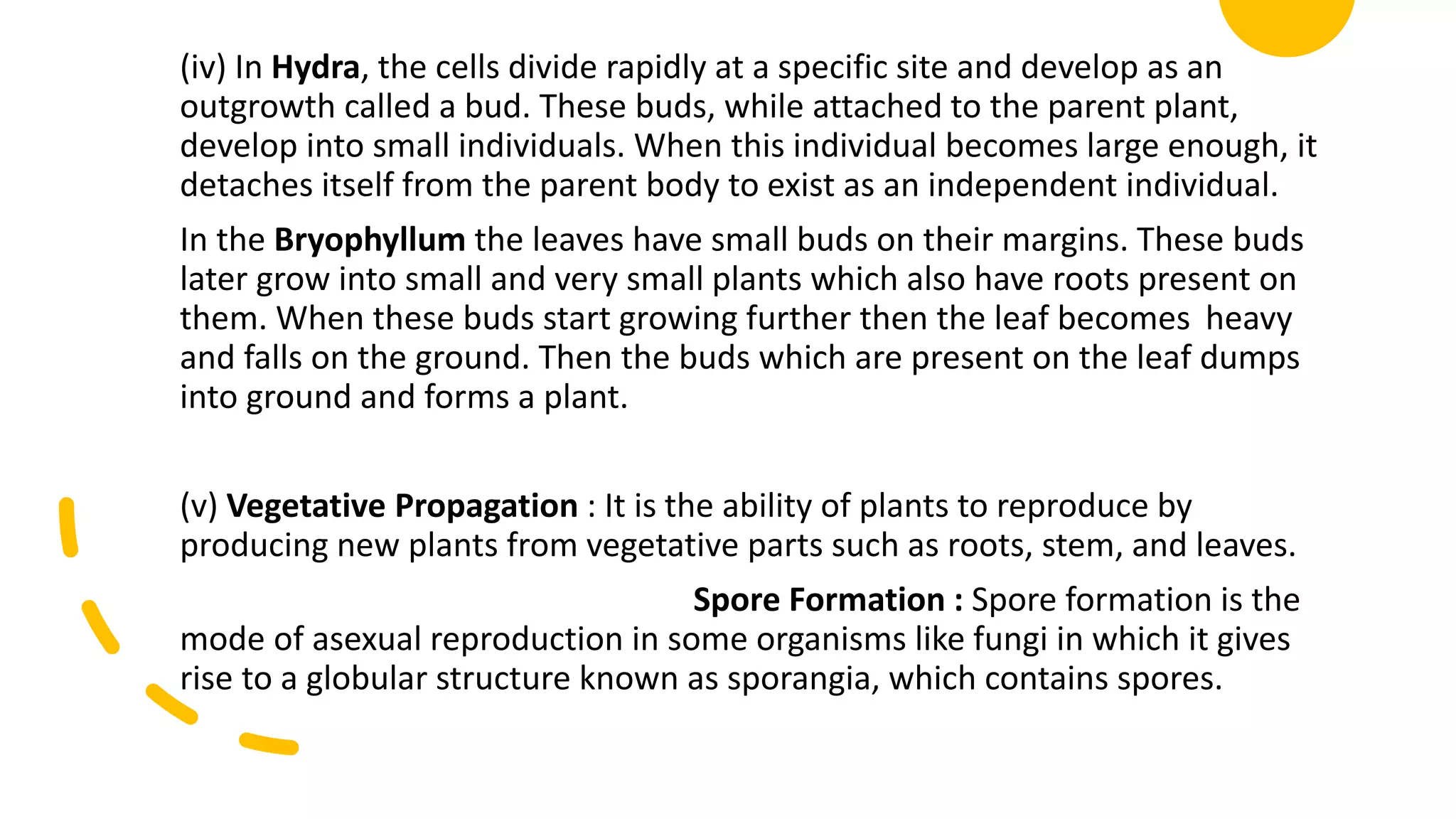 (iv) In Hydra, the cells divide rapidly at a specific site and develop as an
outgrowth called a bud. These buds, while attached to the parent plant,
develop into small individuals. When this individual becomes large enough, it
detaches itself from the parent body to exist as an independent individual.
In the Bryophyllum the leaves have small buds on their margins. These buds
later grow into small and very small plants which also have roots present on
them. When these buds start growing further then the leaf becomes heavy
and falls on the ground. Then the buds which are present on the leaf dumps
into ground and forms a plant.
(v) Vegetative Propagation : It is the ability of plants to reproduce by
producing new plants from vegetative parts such as roots, stem, and leaves.
Spore Formation : Spore formation is the
mode of asexual reproduction in some organisms like fungi in which it gives
rise to a globular structure known as sporangia, which contains spores.
 