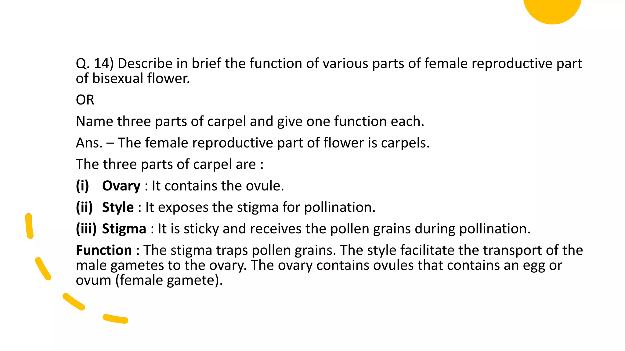 Q. 14) Describe in brief the function of various parts of female reproductive part
of bisexual flower.
OR
Name three parts of carpel and give one function each.
Ans. – The female reproductive part of flower is carpels.
The three parts of carpel are :
(i) Ovary : It contains the ovule.
(ii) Style : It exposes the stigma for pollination.
(iii) Stigma : It is sticky and receives the pollen grains during pollination.
Function : The stigma traps pollen grains. The style facilitate the transport of the
male gametes to the ovary. The ovary contains ovules that contains an egg or
ovum (female gamete).
 