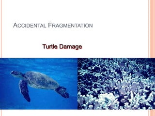 Reproduction corals | PPT