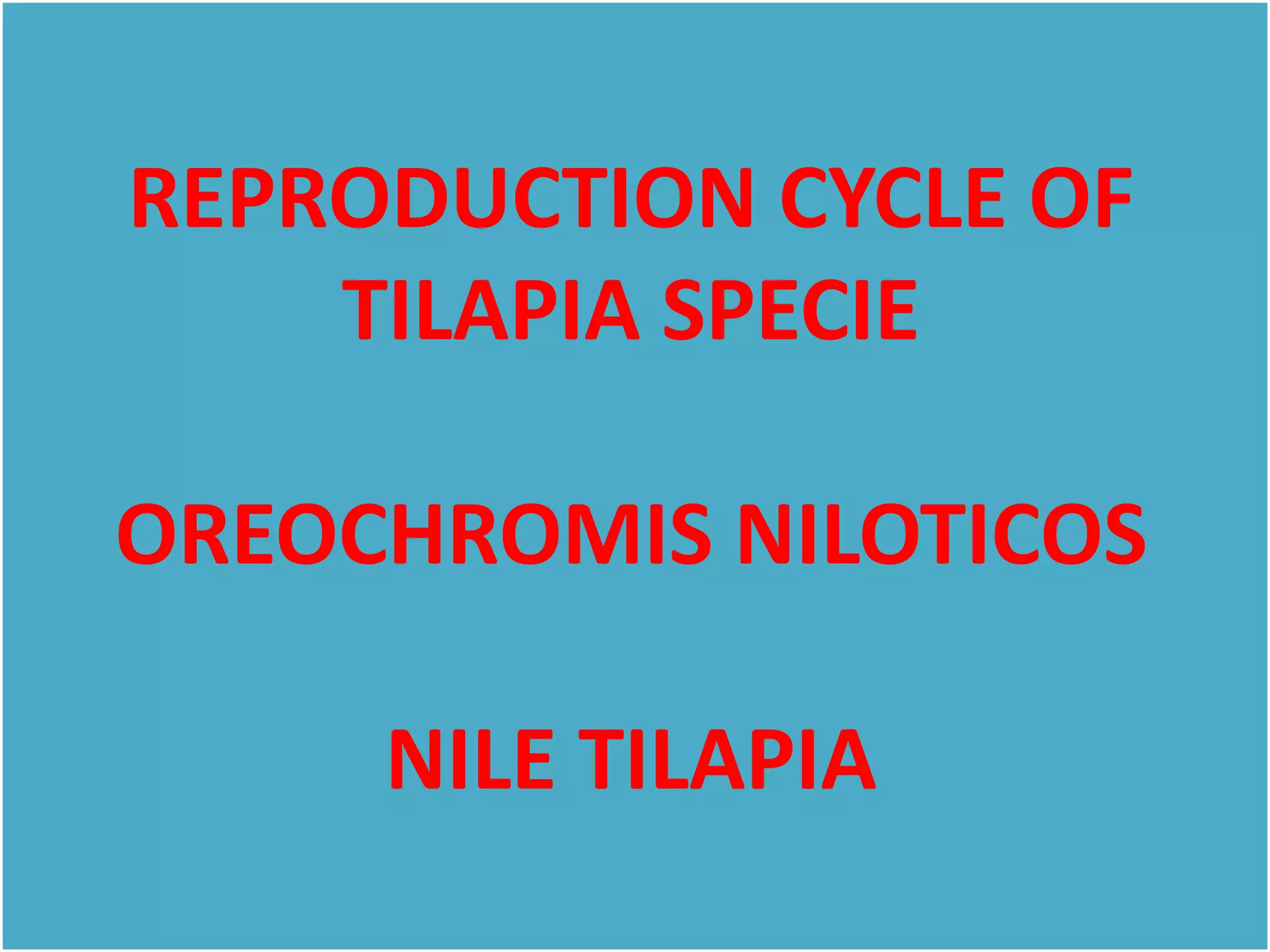 Reproduction cycle of tilapia specie | PPT