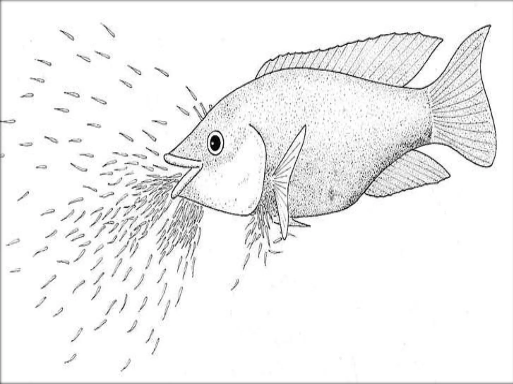 Reproduction cycle of tilapia specie | PPT