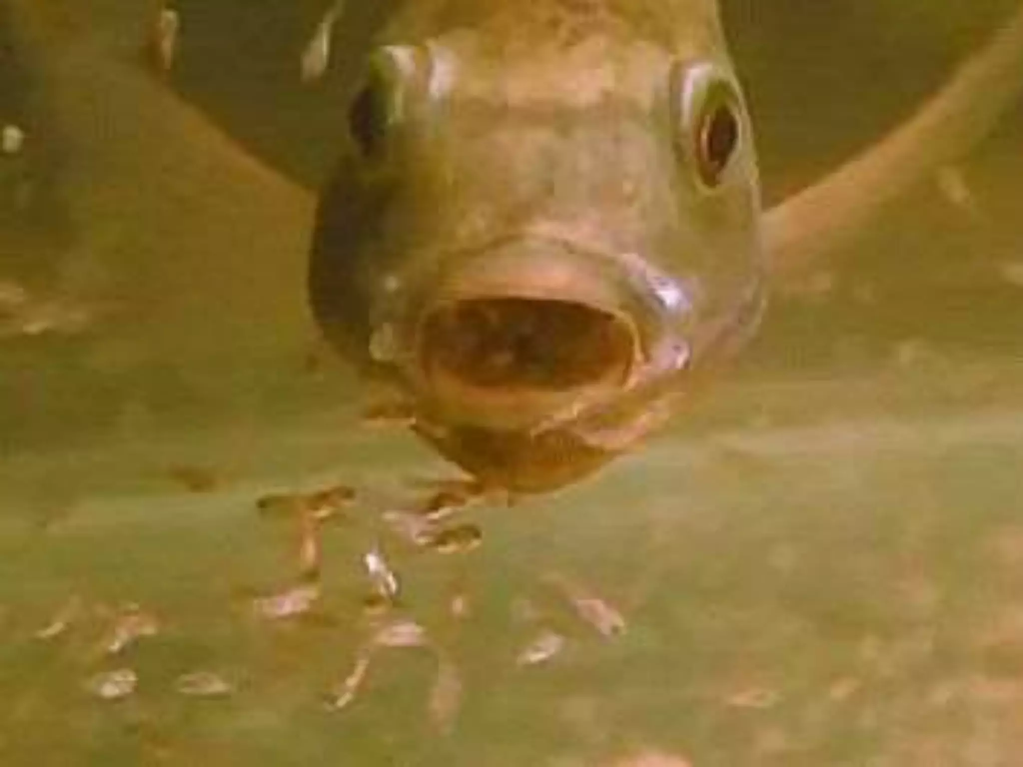 Reproduction cycle of tilapia specie | PPTX