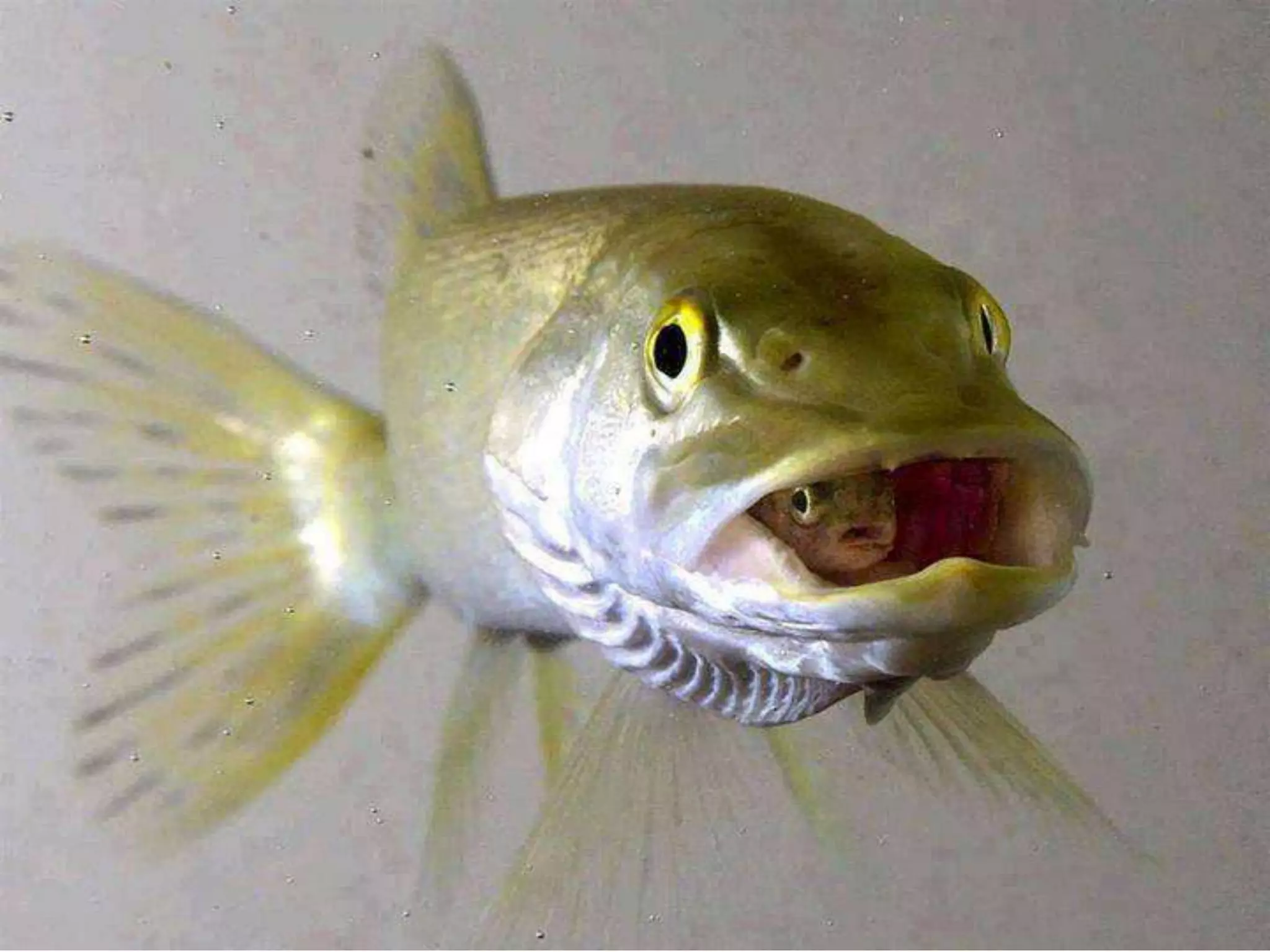 Reproduction cycle of tilapia specie | PPTX