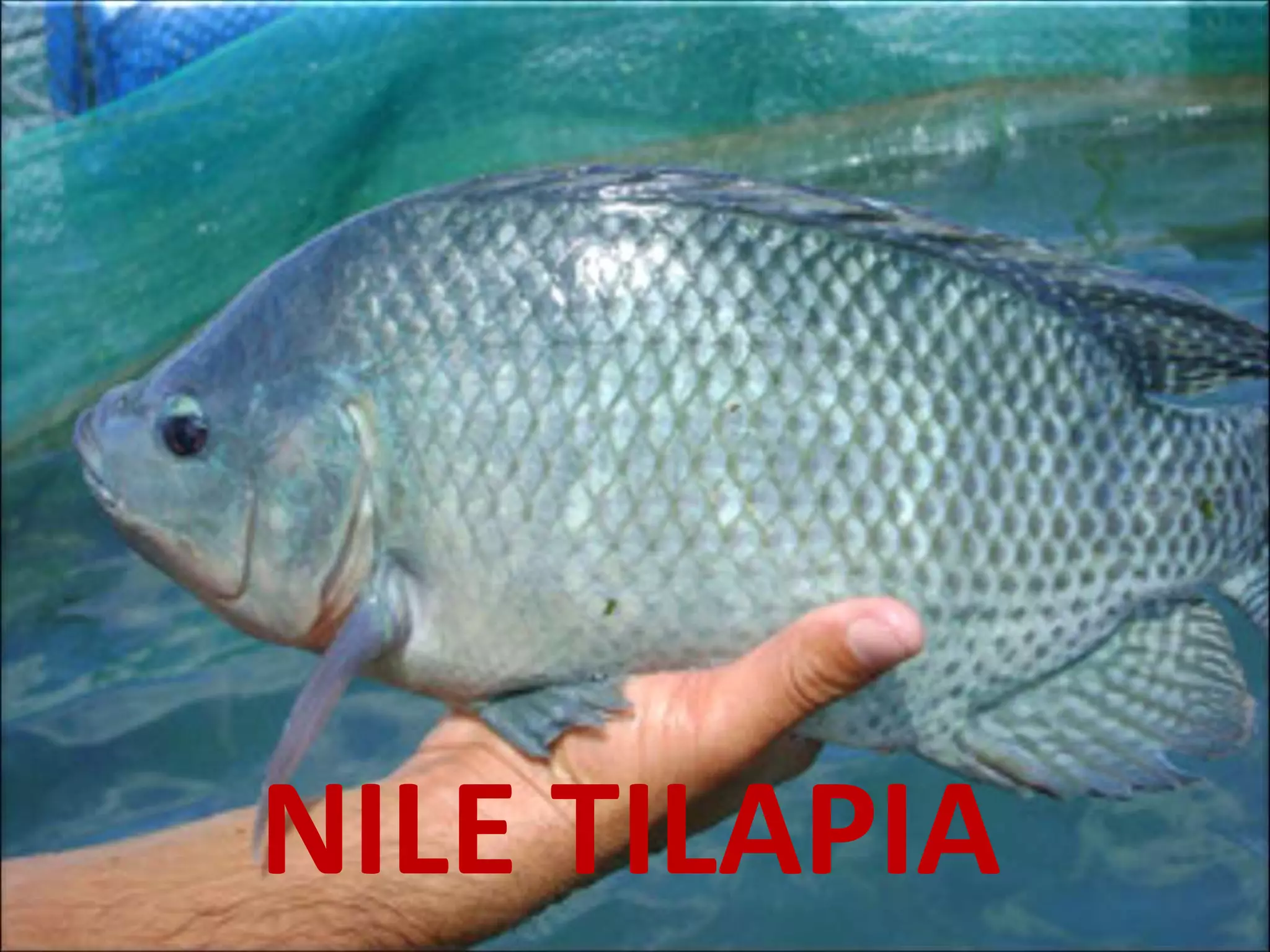Reproduction cycle of tilapia specie | PPTX