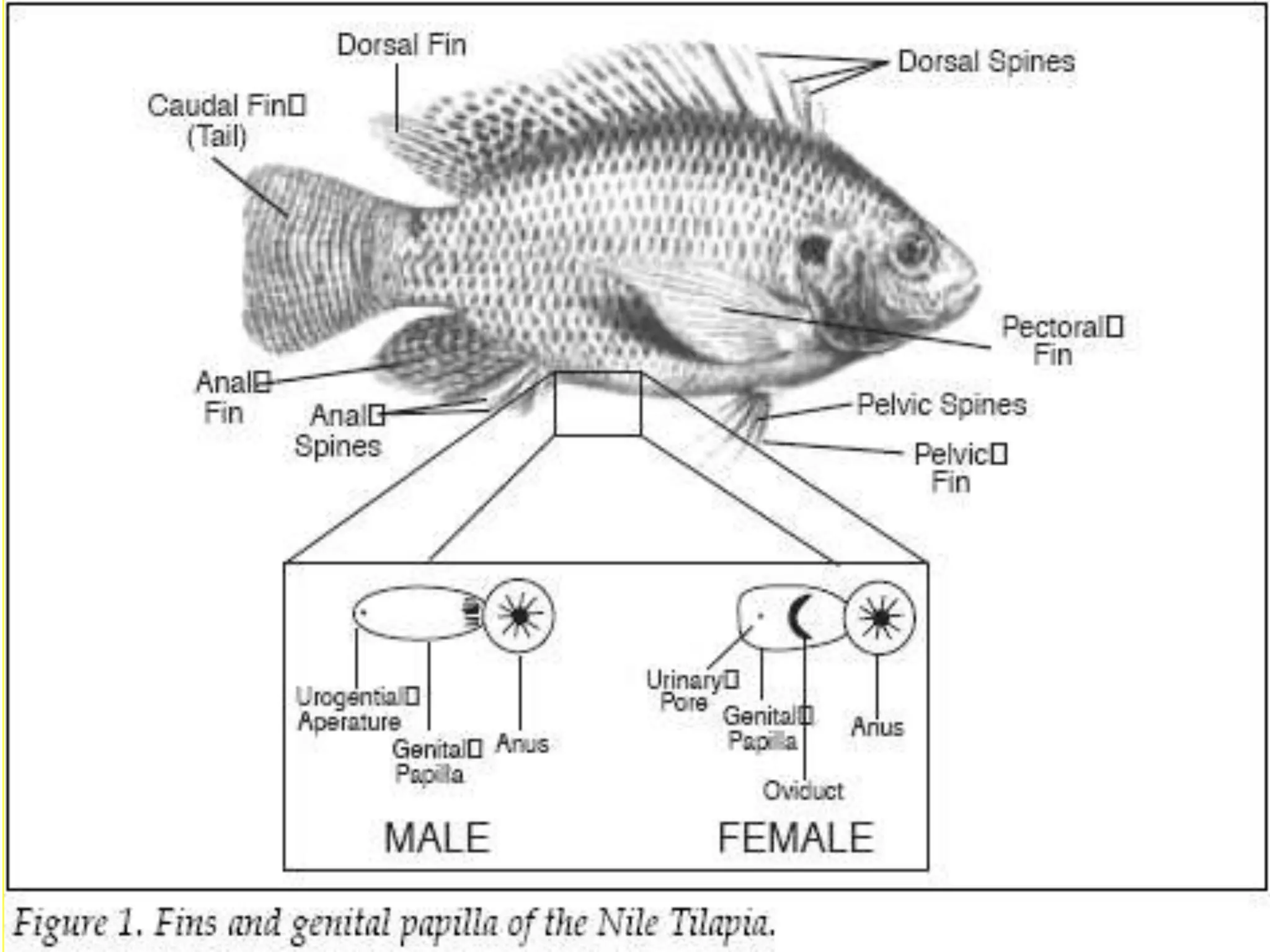 Reproduction cycle of tilapia specie | PPT